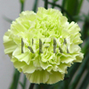 carnation assorted green